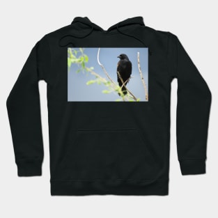 Red-winged blackbird in Colorado Hoodie